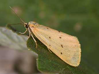 Setina irrorella L. adulte - Philippe Mothiron