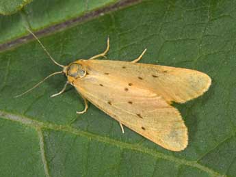 Setina irrorella L. adulte - Philippe Mothiron