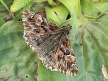 Carcharodus alceae Esp. adulte - ©Lionel Taurand