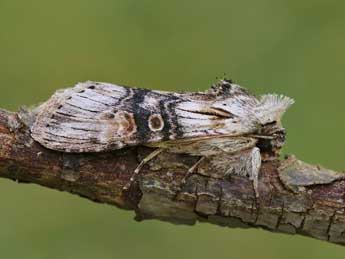 Cucullia formosa Rogenhofer adulte - Lionel Taurand