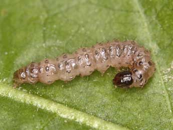  Chenille de Duponchelia fovealis Z. - Lionel Taurand