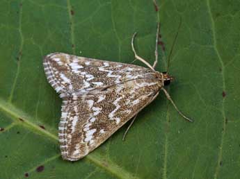 Evergestis frumentalis L. adulte - Lionel Taurand