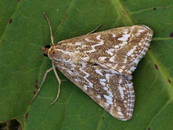 Evergestis frumentalis L. adulte - Lionel Taurand