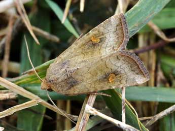 Amphipoea fucosa Frr adulte - Lionel Taurand