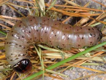  Chenille de Apamea furva D. & S. - Wolfgang Wagner, www.pyrgus.de