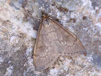 Anania fuscalis D. & S. adulte - Lionel Taurand