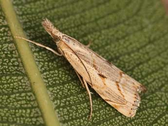 Agriphila geniculea Hw. adulte - Lionel Taurand