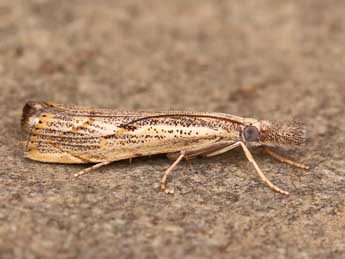 Agriphila geniculea Hw. adulte - Lionel Taurand