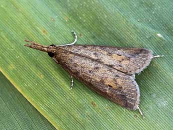 Schoenobius gigantella D. & S. adulte - ©Lionel Taurand