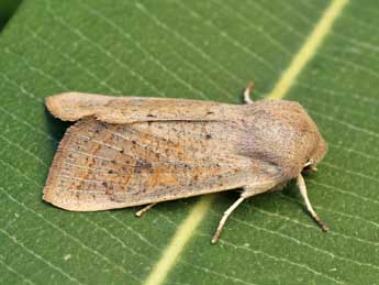 Orthosia gracilis D. & S. adulte - ©Lionel Taurand