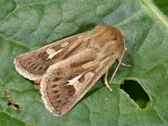 Cerapteryx graminis L. adulte - ©Philippe Mothiron