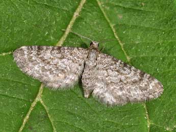 Eupithecia graphata Tr. adulte - ©Philippe Mothiron