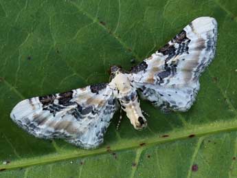 Eupithecia gratiosata H.-S. adulte - ©Lionel Taurand