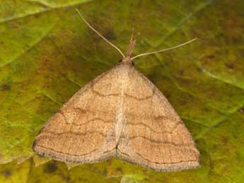 Polypogon gryphalis H.-S. adulte - Wolfgang Wagner, www.pyrgus.de