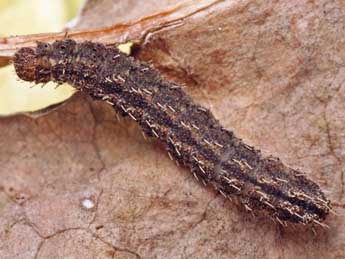  Chenille de Polypogon gryphalis H.-S. - Helmut Deutsch