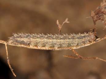  Chenille de Polypogon gryphalis H.-S. - ©Wolfgang Wagner, www.pyrgus.de