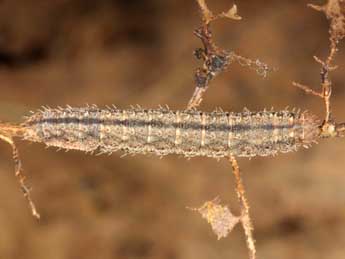  Chenille de Polypogon gryphalis H.-S. - Wolfgang Wagner, www.pyrgus.de