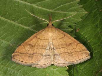 Polypogon gryphalis H.-S. adulte - ©Wolfgang Wagner, www.pyrgus.de