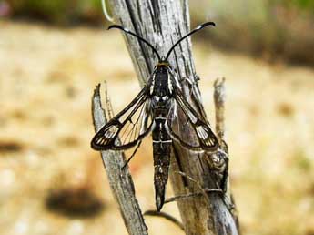 Pyropteron hispanicum Kallies adulte - ©Alexandre Crgu