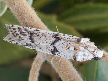 Valdovecaria hispanicella H.-S. adulte - Friedmar Graf