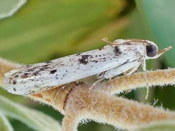 Valdovecaria hispanicella H.-S. adulte - ©Friedmar Graf