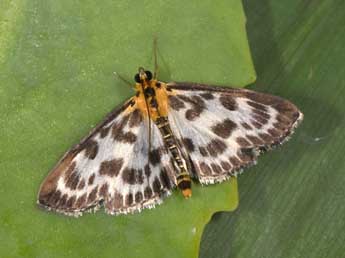 Anania hortulata L. adulte - Philippe Mothiron