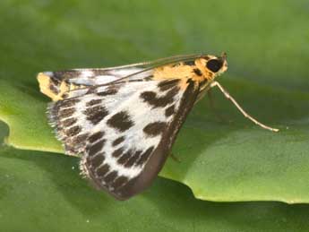 Anania hortulata L. adulte - Philippe Mothiron