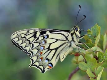 Papilio hospiton Genè adulte - ©Lionel Taurand