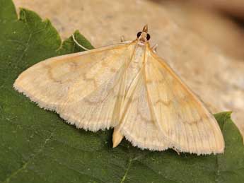 Paratalanta hyalinalis Hb. adulte - ©Lionel Taurand