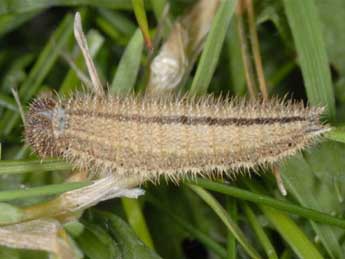  Chenille de Aphantopus hyperantus L. - ©Wolfgang Wagner, www.pyrgus.de