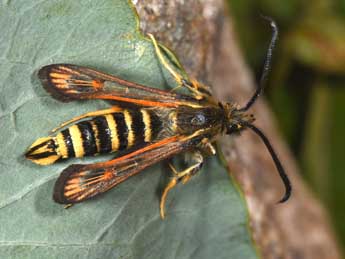 Bembecia ichneumoniformis D. & S. adulte - Philippe Mothiron