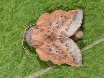 Phyllodesma ilicifolia L. adulte - ©Philippe Mothiron