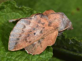 Phyllodesma ilicifolia L. adulte - Philippe Mothiron