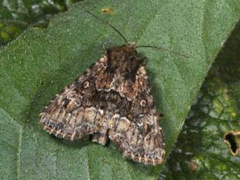 Apamea illyria Frr adulte - ©Philippe Mothiron