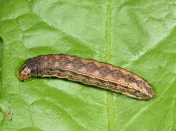  Chenille de Eriopygodes imbecilla F. - ©Philippe Mothiron