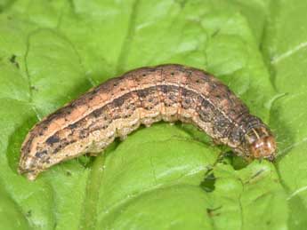  Chenille de Eriopygodes imbecilla F. - ©Philippe Mothiron