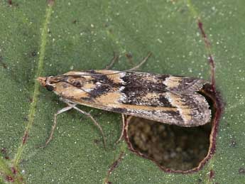 Ancylosis imitella Hamps. adulte - ©Lionel Taurand