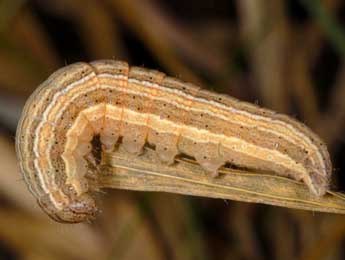  Chenille de Mythimna impura Hb. - ©Wolfgang Wagner, www.pyrgus.de