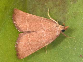 Hypsopygia incarnatalis Z. adulte - Philippe Mothiron