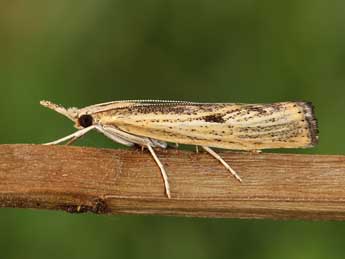 Agriphila inquinatella D. & S. adulte - ©Lionel Taurand