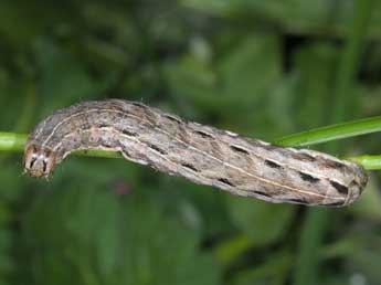  Chenille de Noctua interposita Hb. - ©Wolfgang Wagner, www.pyrgus.de