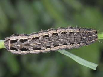  Chenille de Noctua interposita Hb. - ©Wolfgang Wagner, www.pyrgus.de