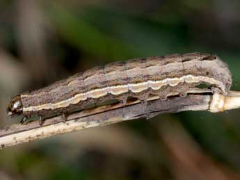  Chenille de Noctua interposita Hb. - Wolfgang Wagner, www.pyrgus.de