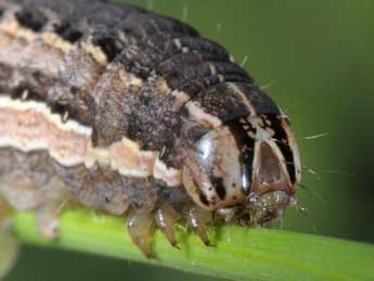  Chenille de Noctua interposita Hb. - ©Wolfgang Wagner, www.pyrgus.de