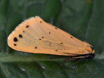 Setina irrorella L. adulte - Philippe Mothiron