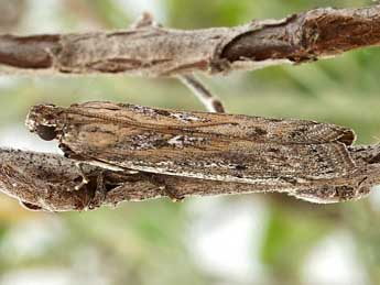 Huertasiella italogallicella Mill. adulte - Friedmar Graf