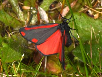 Tyria jacobaeae L. adulte - Philippe Mothiron