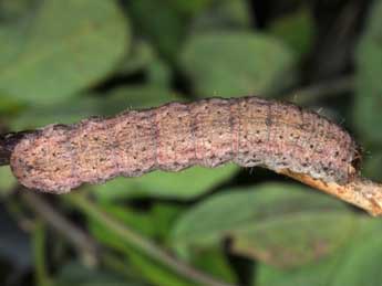  Chenille de Sideridis kitti Schaw. - ©Wolfgang Wagner, www.pyrgus.de