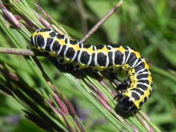  Chenille de Cucullia lactucae D. & S. - ©Philippe Mothiron