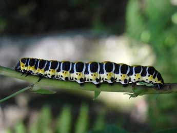  Chenille de Cucullia lactucae D. & S. - ©Philippe Mothiron